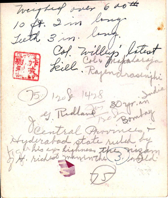 Bengal Tiger Kill, March 17, 1945, Caption