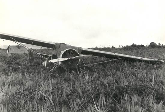 Another View of the Straightened Flamingo