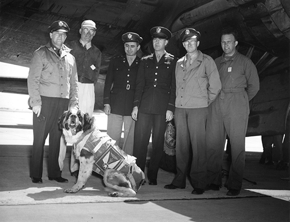 "Major" the Parapooch, With Fellow Troops (Source: Mayo Historical Unit Archives (Rochester, MN), shared by Dr. J.B. Dean (University of South Florida, Tampa))